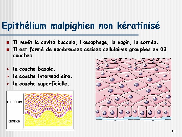 Epithélium malpighien non kératinisé n n Ø Ø Ø Il revêt la cavité buccale,
