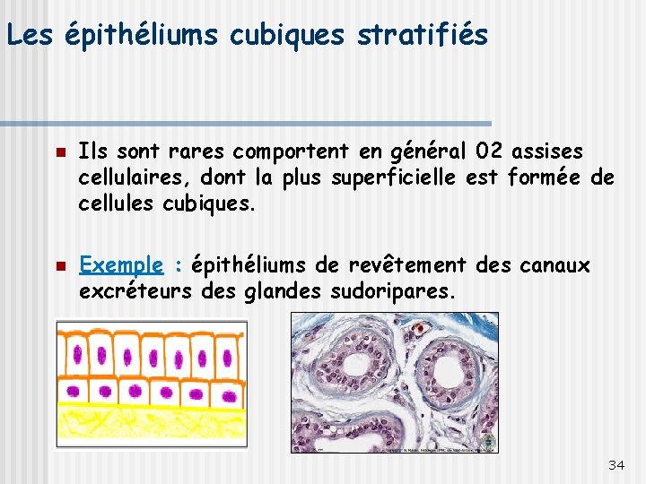 Les épithéliums cubiques stratifiés n n Ils sont rares comportent en général 02 assises