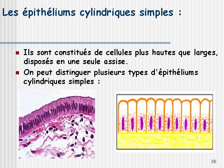 Les épithéliums cylindriques simples : n n Ils sont constitués de cellules plus hautes