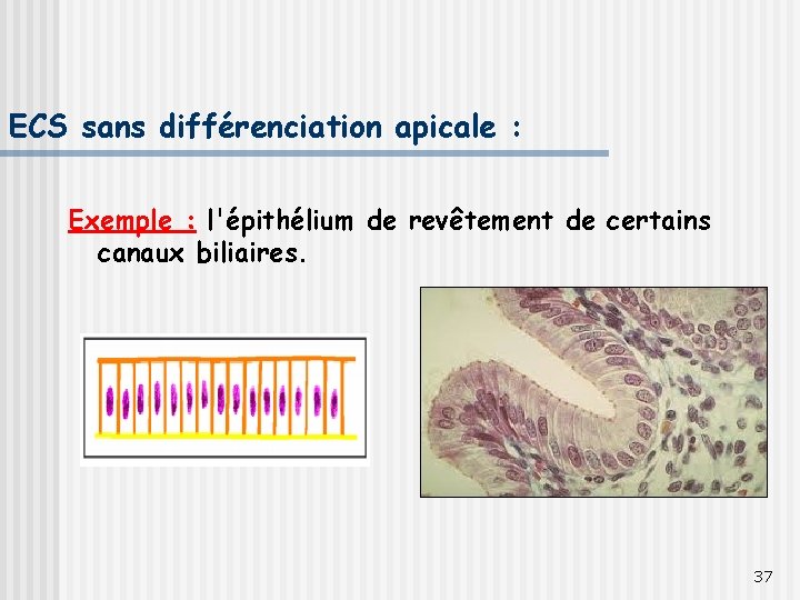 ECS sans différenciation apicale : Exemple : l'épithélium de revêtement de certains canaux biliaires.