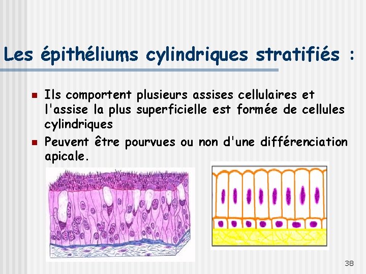 Les épithéliums cylindriques stratifiés : n n Ils comportent plusieurs assises cellulaires et l'assise