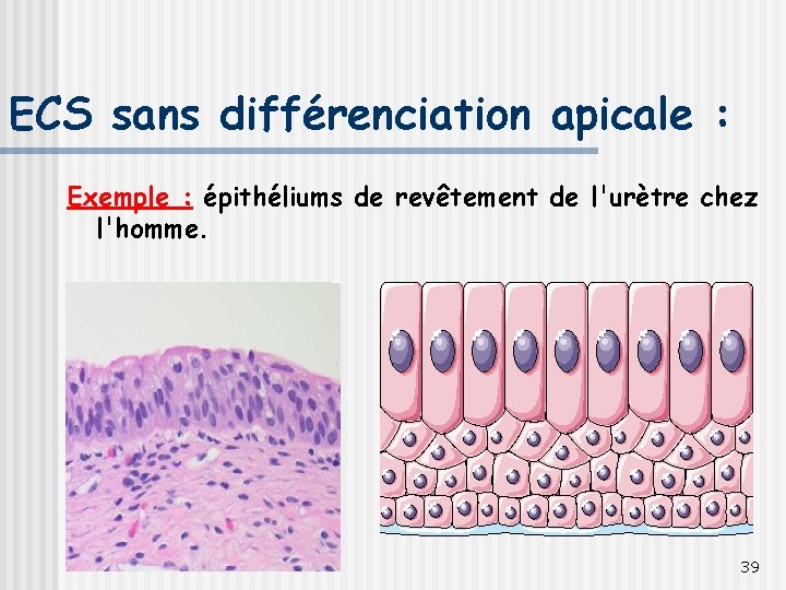 ECS sans différenciation apicale : Exemple : épithéliums de revêtement de l'urètre chez l'homme.