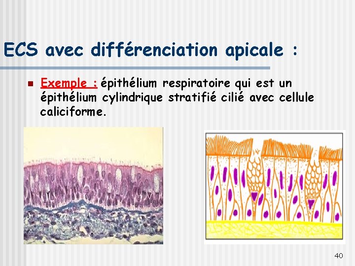 ECS avec différenciation apicale : n Exemple : épithélium respiratoire qui est un épithélium