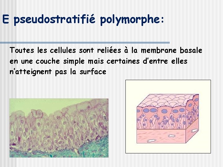 E pseudostratifié polymorphe: Toutes les cellules sont reliées à la membrane basale en une