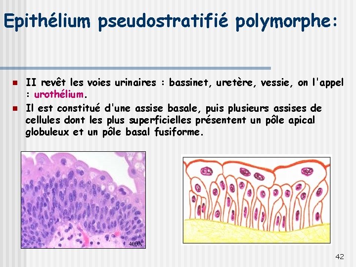 Epithélium pseudostratifié polymorphe: n n II revêt les voies urinaires : bassinet, uretère, vessie,