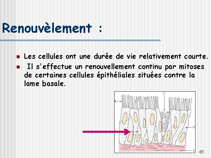 Renouvèlement : n n Les cellules ont une durée de vie relativement courte. Il