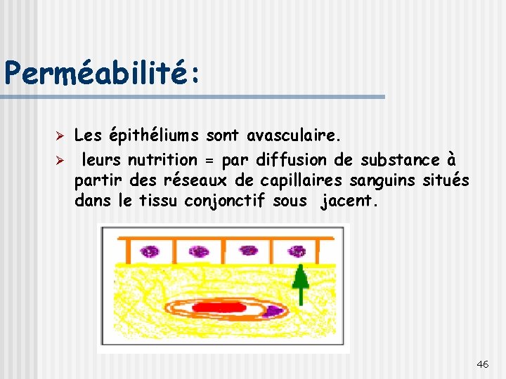 Perméabilité: Ø Ø Les épithéliums sont avasculaire. leurs nutrition = par diffusion de substance