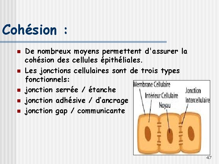 Cohésion : n n n De nombreux moyens permettent d'assurer la cohésion des cellules