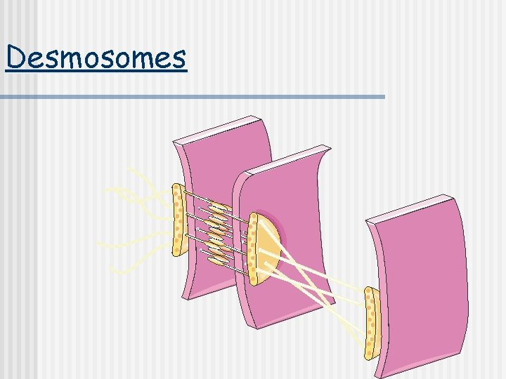 Desmosomes 