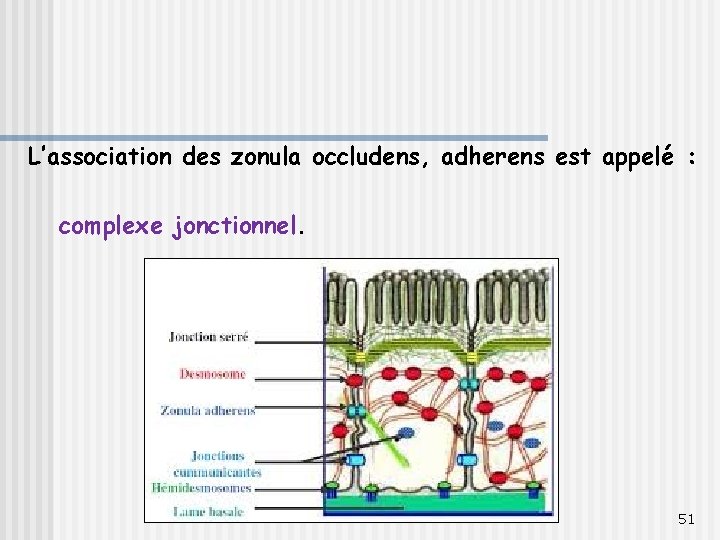 L’association des zonula occludens, adherens est appelé : complexe jonctionnel. 51 