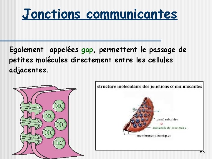 Jonctions communicantes Egalement appelées gap, permettent le passage de petites molécules directement entre les