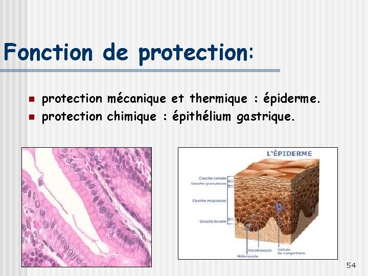 Fonction de protection: n n protection mécanique et thermique : épiderme. protection chimique :