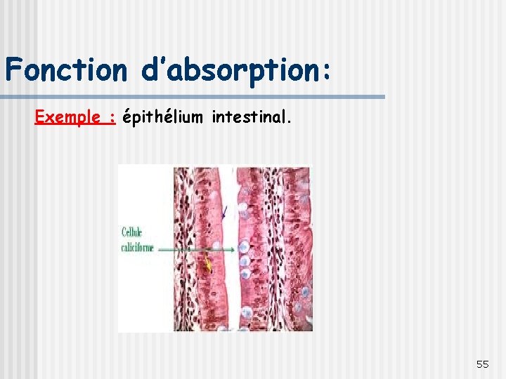 Fonction d’absorption: Exemple : épithélium intestinal. 55 