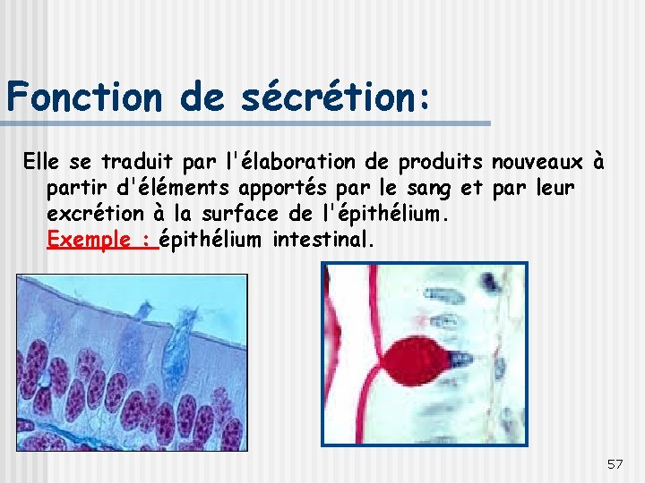Fonction de sécrétion: Elle se traduit par l'élaboration de produits nouveaux à partir d'éléments