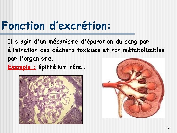 Fonction d’excrétion: Il s'agit d'un mécanisme d'épuration du sang par élimination des déchets toxiques