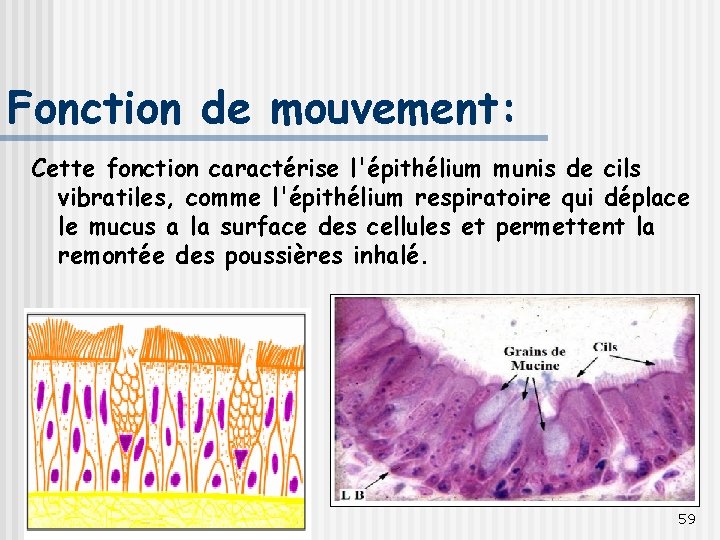 Fonction de mouvement: Cette fonction caractérise l'épithélium munis de cils vibratiles, comme l'épithélium respiratoire