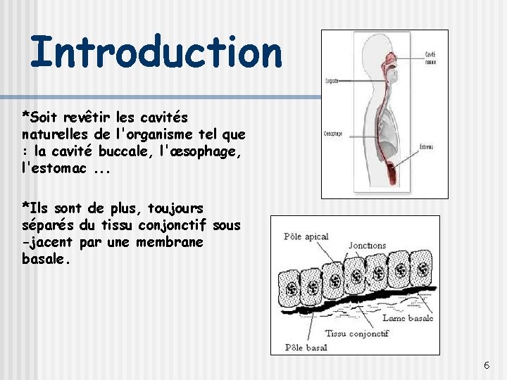 Introduction *Soit revêtir les cavités naturelles de l'organisme tel que : la cavité buccale,