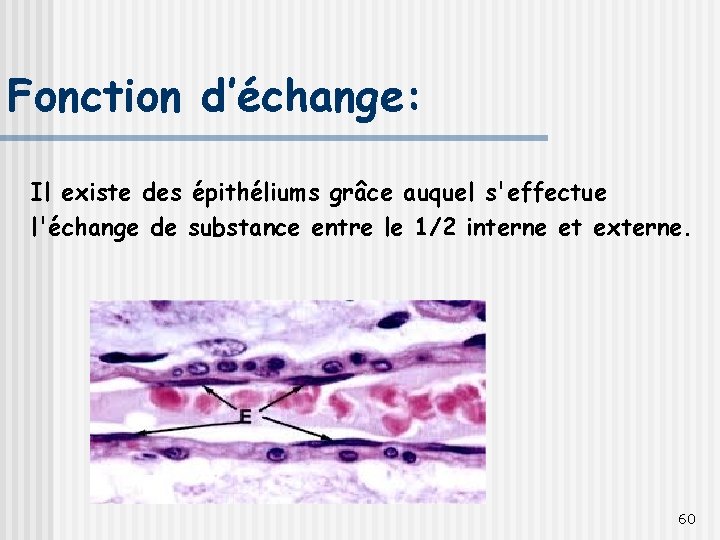 Fonction d’échange: Il existe des épithéliums grâce auquel s'effectue l'échange de substance entre le