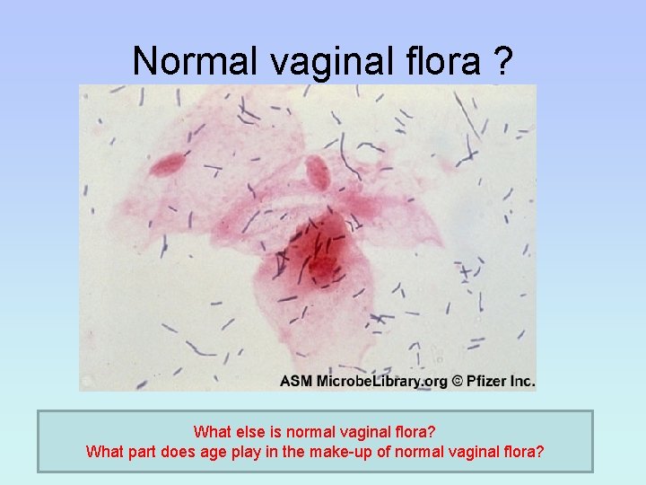 Normal vaginal flora ? What else is normal vaginal flora? What part does age