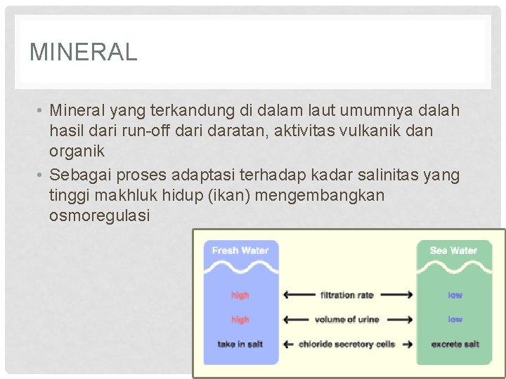 MINERAL • Mineral yang terkandung di dalam laut umumnya dalah hasil dari run-off dari