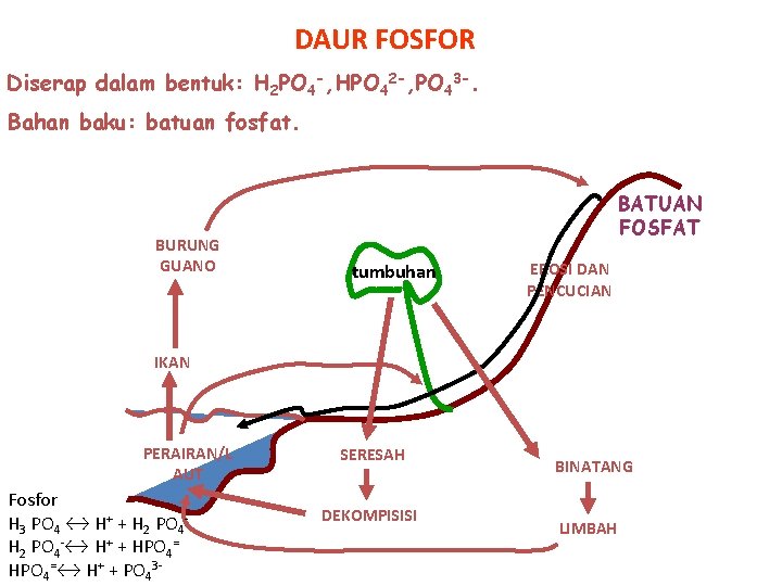 DAUR FOSFOR Diserap dalam bentuk: H 2 PO 4 -, HPO 42 -, PO