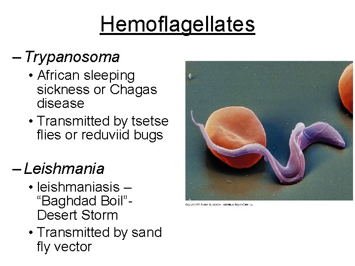 Hemoflagellates – Trypanosoma • African sleeping sickness or Chagas disease • Transmitted by tsetse Hemoflagellates – Trypanosoma • African sleeping sickness or Chagas disease • Transmitted by tsetse