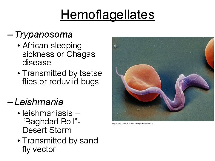 Hemoflagellates – Trypanosoma • African sleeping sickness or Chagas disease • Transmitted by tsetse