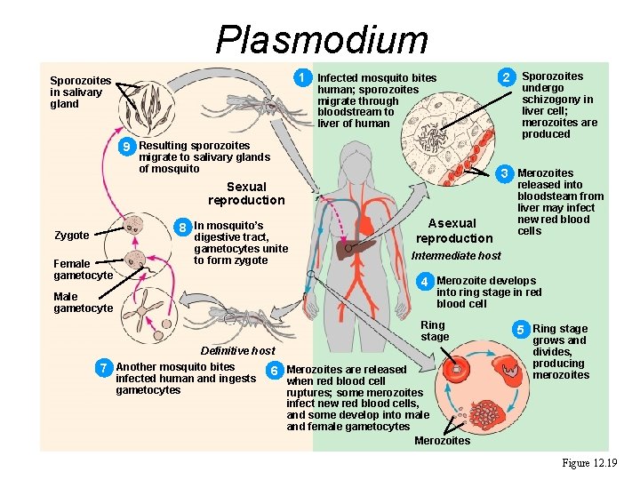 Plasmodium 1 Infected mosquito bites Sporozoites in salivary gland human; sporozoites migrate through bloodstream