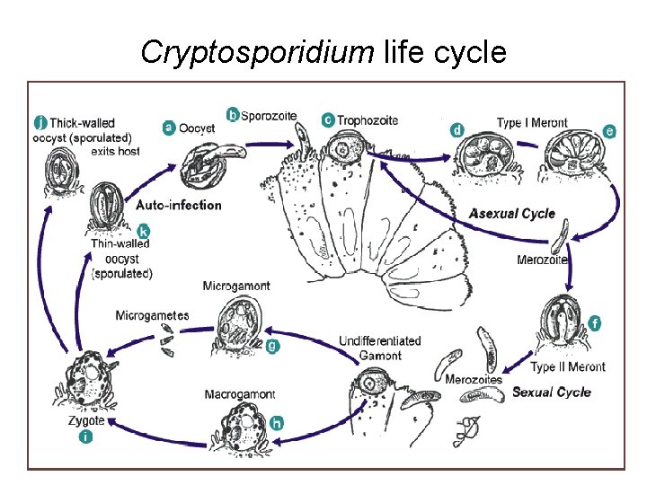 Cryptosporidium life cycle 