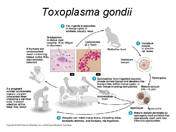 Toxoplasma gondii 