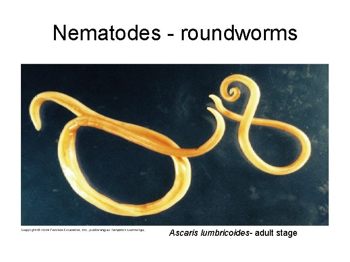 Nematodes - roundworms Ascaris lumbricoides- adult stage 