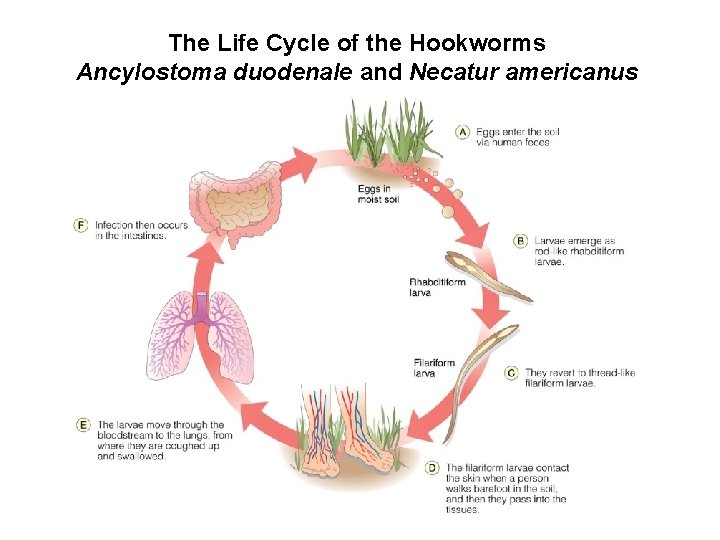 The Life Cycle of the Hookworms Ancylostoma duodenale and Necatur americanus 