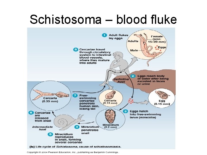 Schistosoma – blood fluke 
