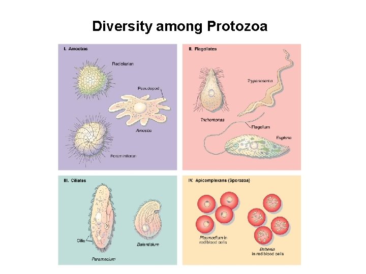 Diversity among Protozoa 