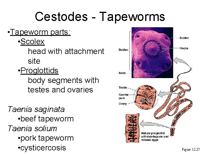 Cestodes - Tapeworms • Tapeworm parts: • Scolex head with attachment site • Proglottids