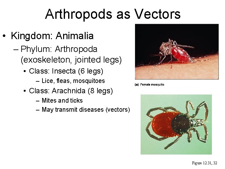 Arthropods as Vectors • Kingdom: Animalia – Phylum: Arthropoda (exoskeleton, jointed legs) • Class: