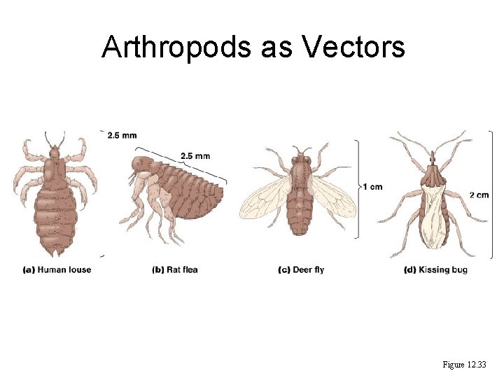 Arthropods as Vectors Figure 12. 33 