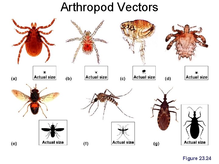 Arthropod Vectors Figure 23. 24 