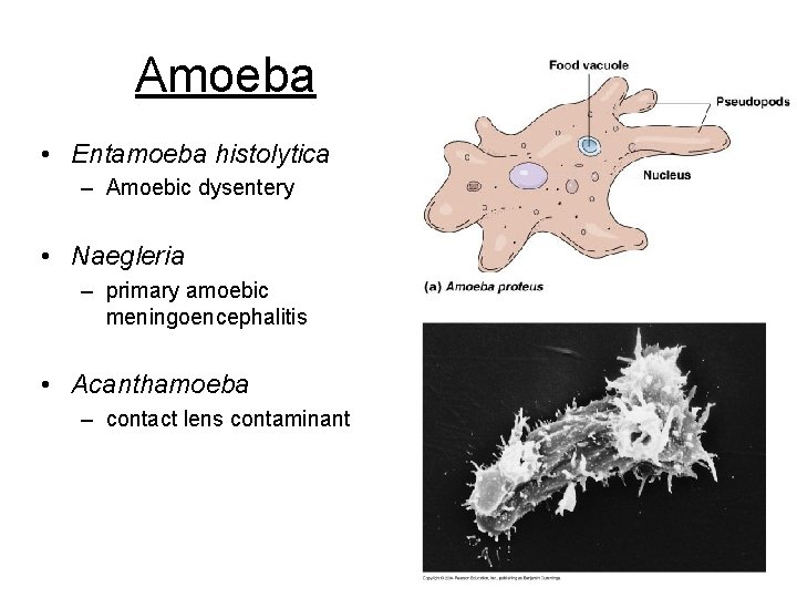 Amoeba • Entamoeba histolytica – Amoebic dysentery • Naegleria – primary amoebic meningoencephalitis •
