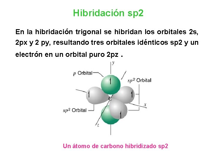 Hibridación sp 2 En la hibridación trigonal se hibridan los orbitales 2 s, 2