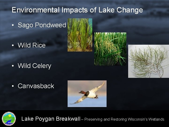 Environmental Impacts of Lake Change • Sago Pondweed • Wild Rice • Wild Celery