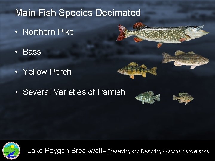 Main Fish Species Decimated • Northern Pike • Bass • Yellow Perch • Several