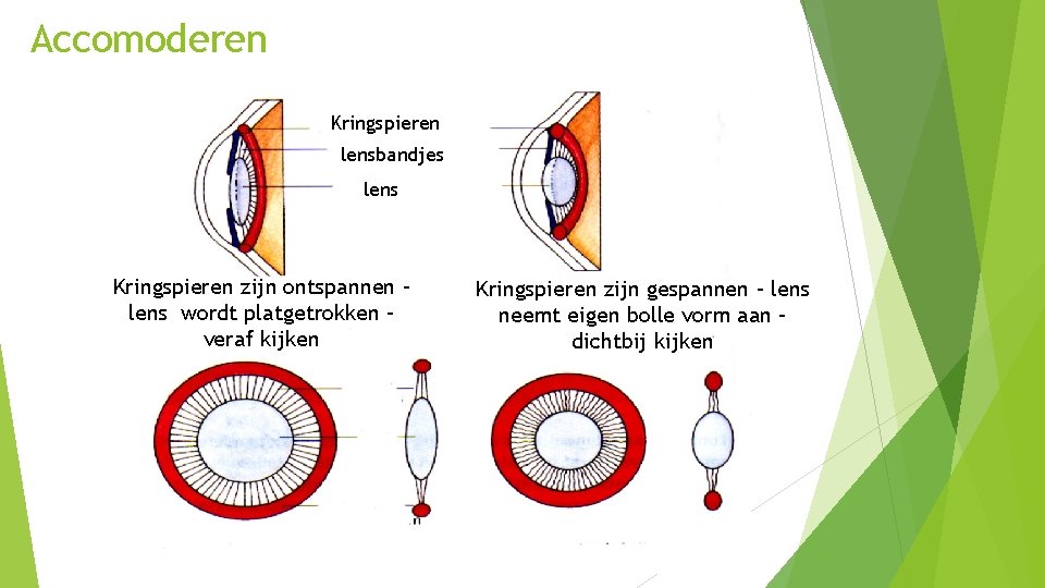 Accomoderen Kringspieren lensbandjes lens Kringspieren zijn ontspannen – lens wordt platgetrokken – veraf kijken Accomoderen Kringspieren lensbandjes lens Kringspieren zijn ontspannen – lens wordt platgetrokken – veraf kijken