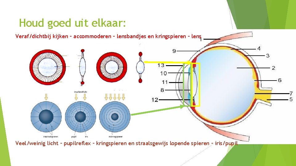 Houd goed uit elkaar: Veraf/dichtbij kijken – accommoderen – lensbandjes en kringspieren – lens