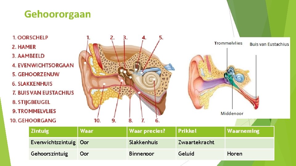 Gehoororgaan Zintuig Waar precies? Prikkel Evenwichtszintuig Oor Slakkenhuis Zwaartekracht Gehoorszintuig Binnenoor Geluid Oor Waarneming