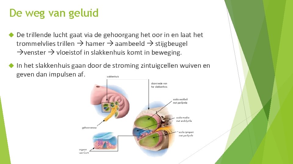 De weg van geluid De trillende lucht gaat via de gehoorgang het oor in