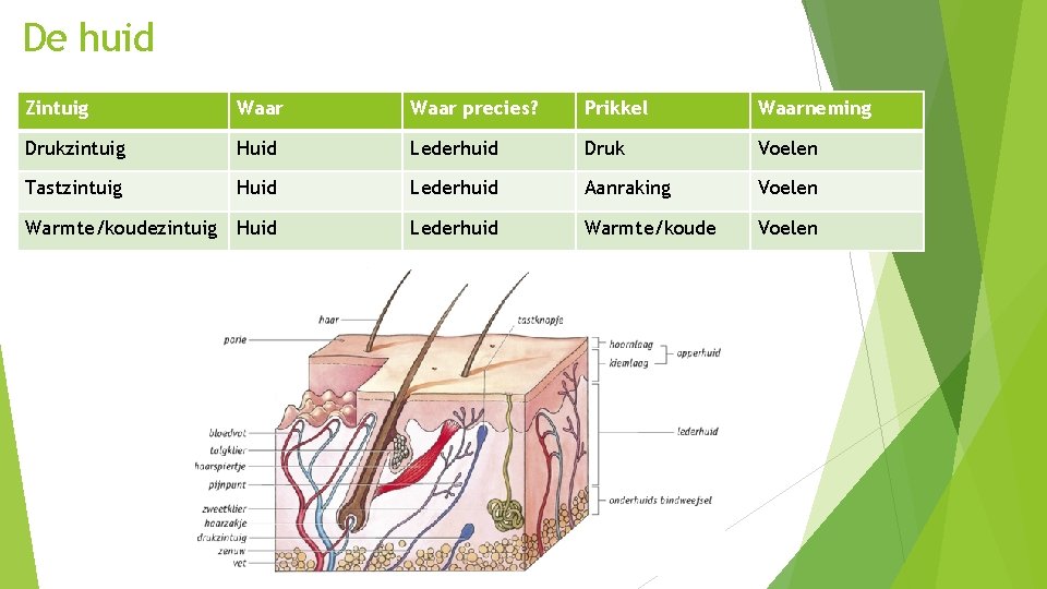 De huid Zintuig Waar precies? Prikkel Waarneming Drukzintuig Huid Lederhuid Druk Voelen Tastzintuig Huid