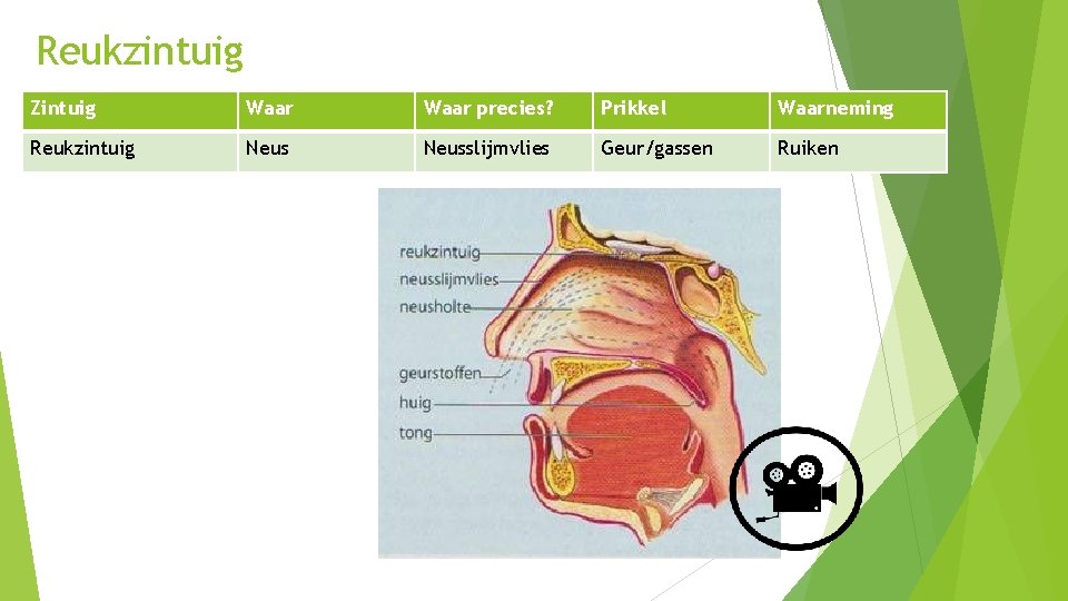 Reukzintuig Zintuig Waar precies? Prikkel Waarneming Reukzintuig Neusslijmvlies Geur/gassen Ruiken 