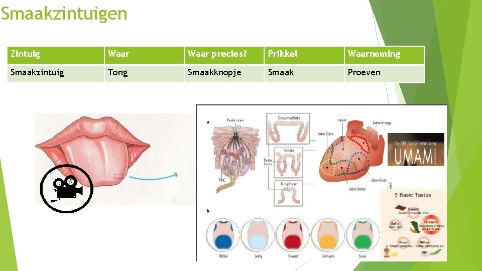 Smaakzintuigen Zintuig Waar precies? Prikkel Waarneming Smaakzintuig Tong Smaakknopje Smaak Proeven 