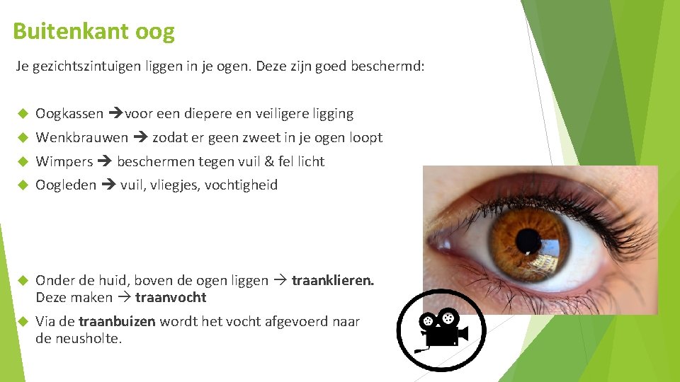 Buitenkant oog Je gezichtszintuigen liggen in je ogen. Deze zijn goed beschermd: Oogkassen voor